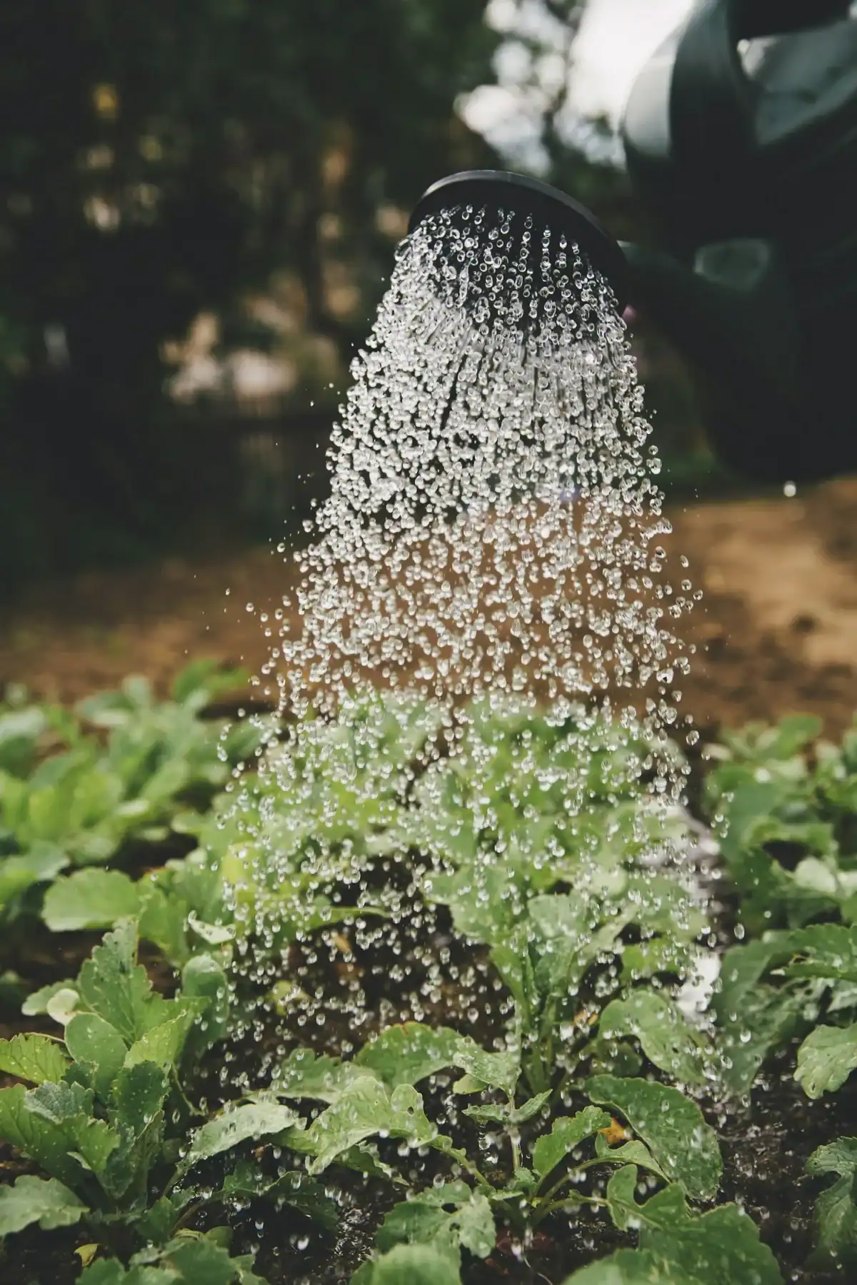 A person watering young garden plants