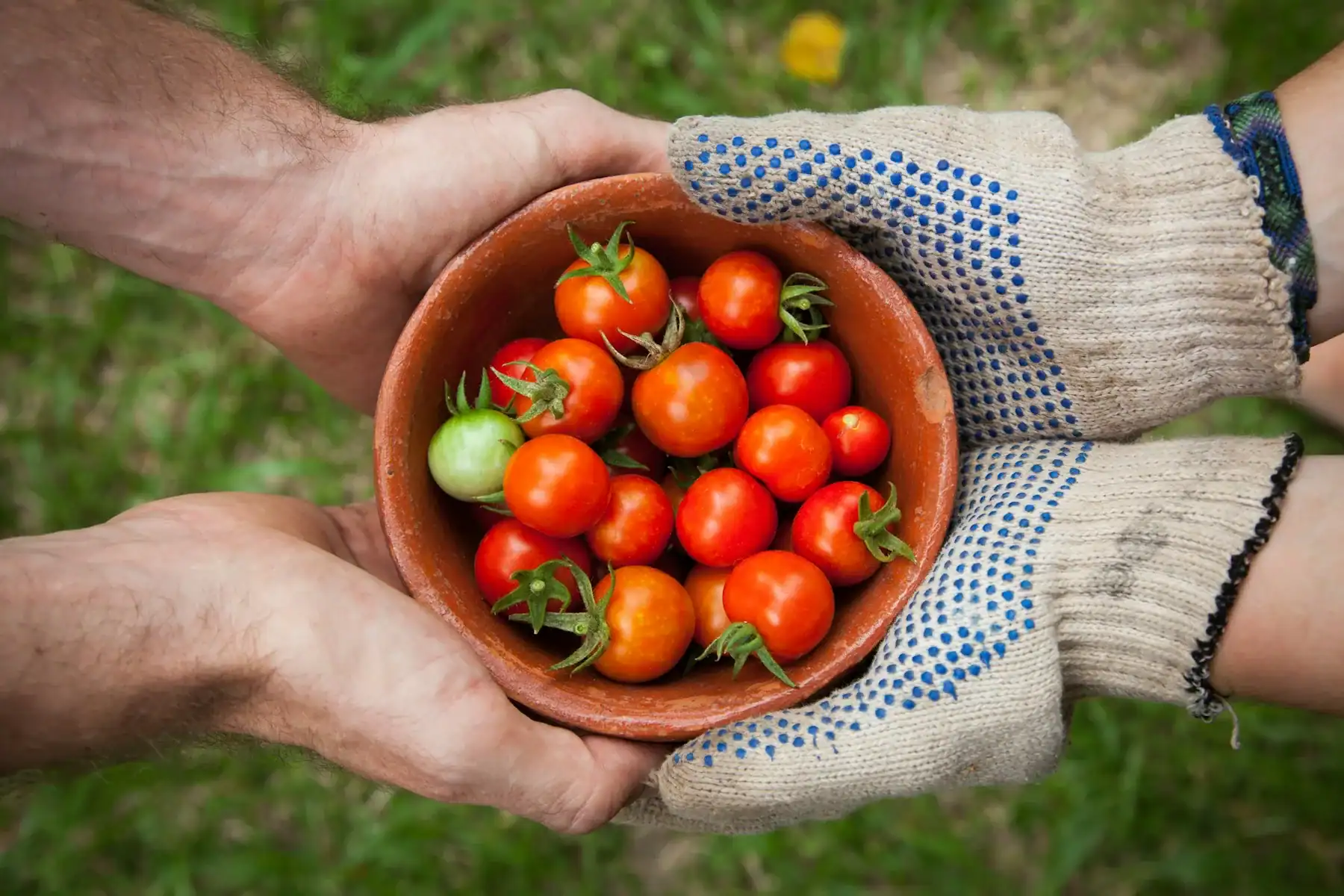 Freshly picked tomatoes held in two hands