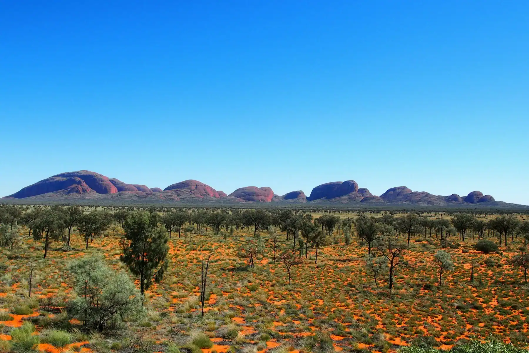 Red soil, native vegetation and the rounded rock formations of Kata Tjuta