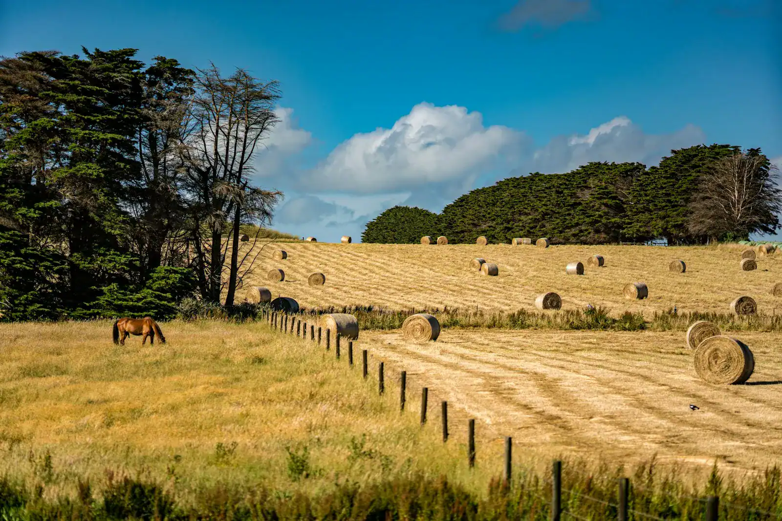 A horse and round hay bales in a golden paddock
