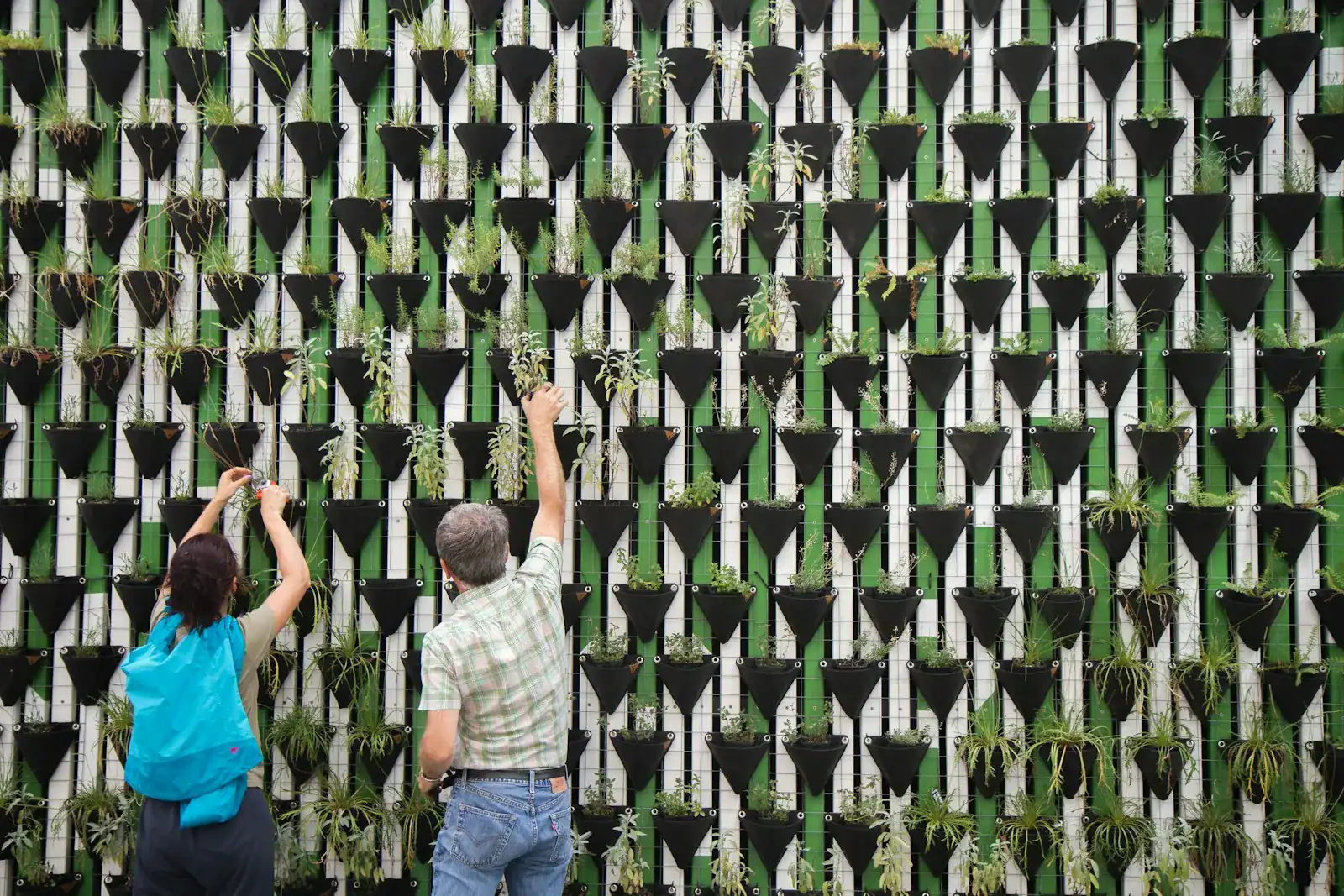 Two people tending plants on a vertical garden wall