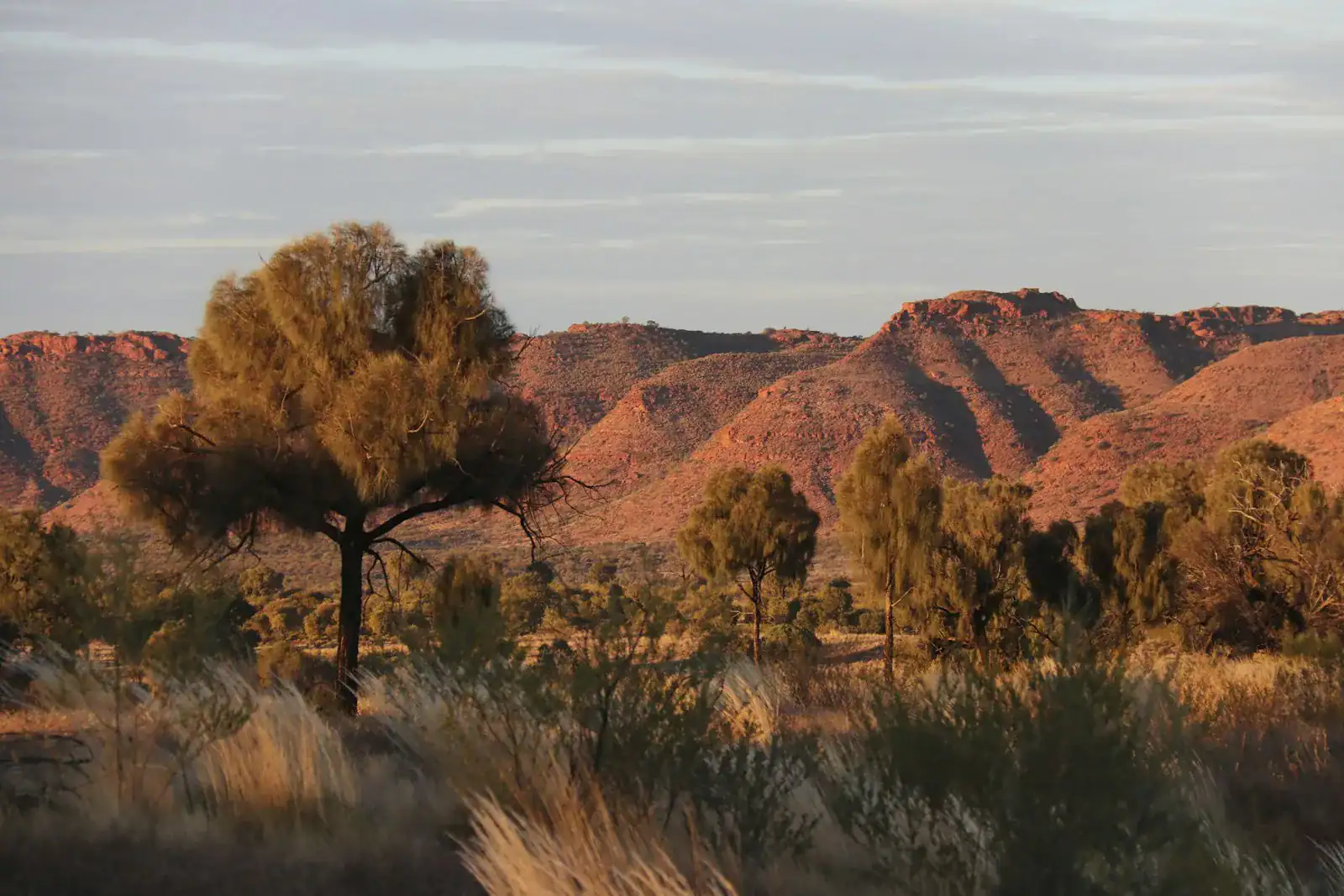 A native tree standing before rugged hills and red soil