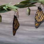 two monarch butterflie drying wings on chrysalis