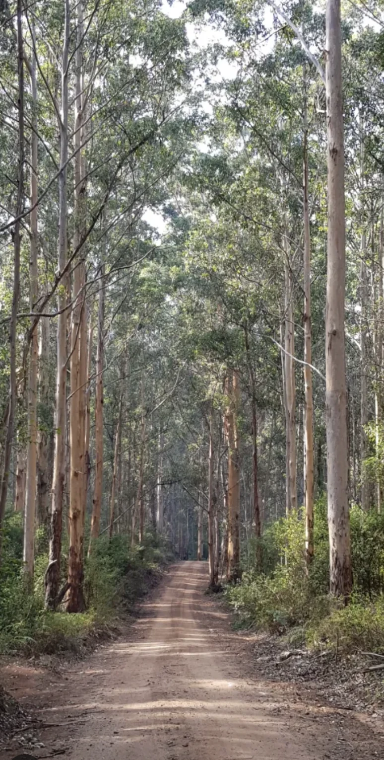 A path beneath tall Margaret River gumtrees