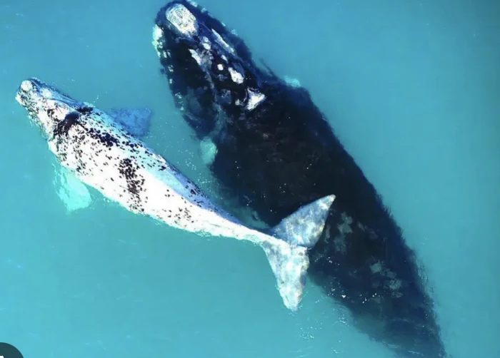 Two whales swimming together in blue water
