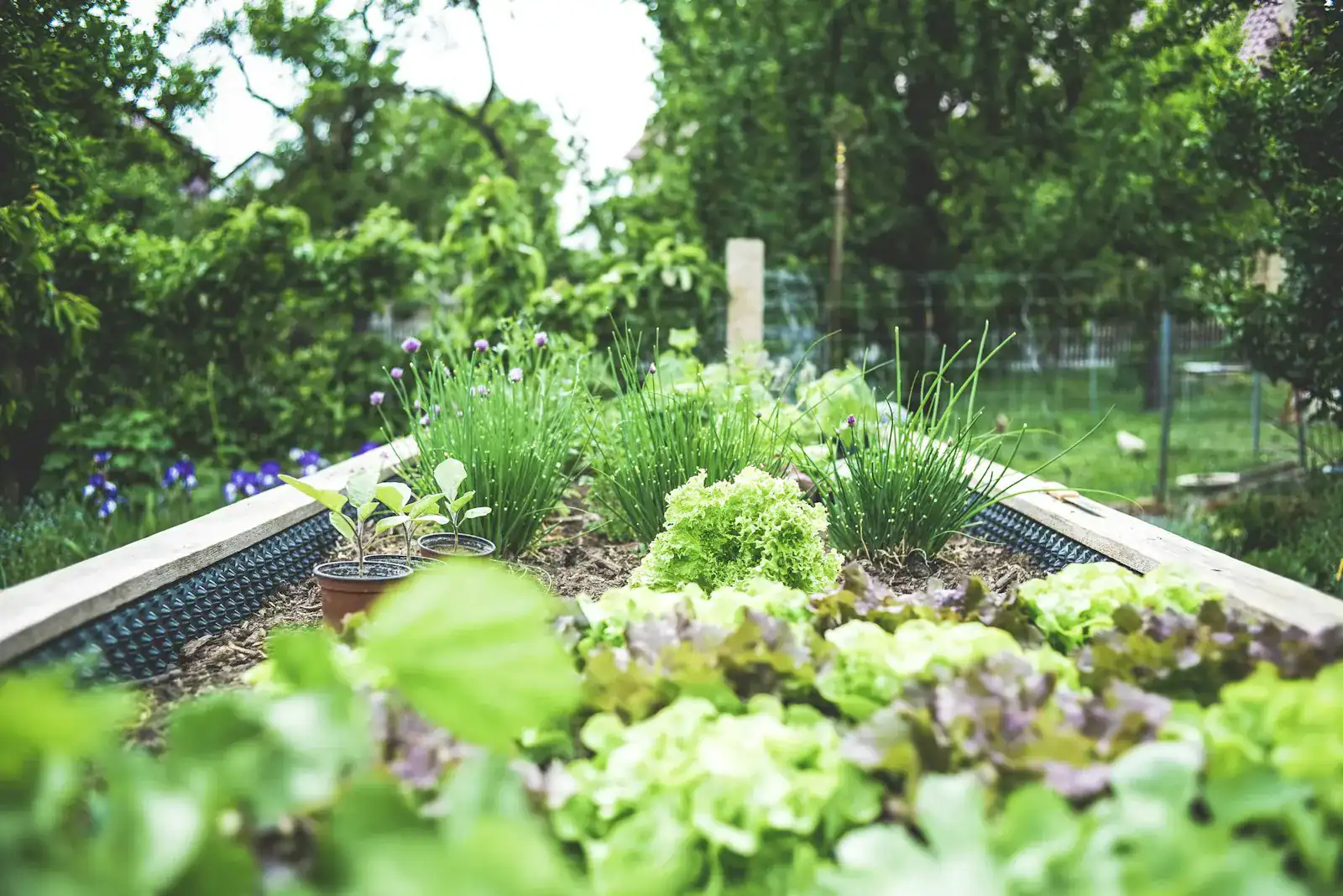 A productive garden with raised beds